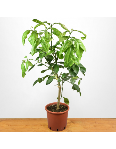 POMPELMO GIALLO diametro vaso 20 CESPUGLIO