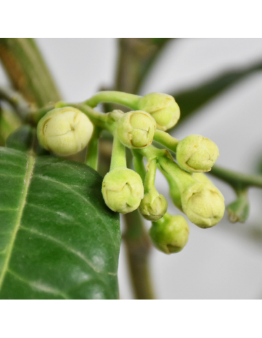 POMPELMO GIALLO diametro vaso 20 CESPUGLIO