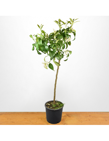 POMPELMO diametro vaso 22 ALBERELLO