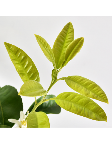 POMPELMO diametro vaso 22 ALBERELLO