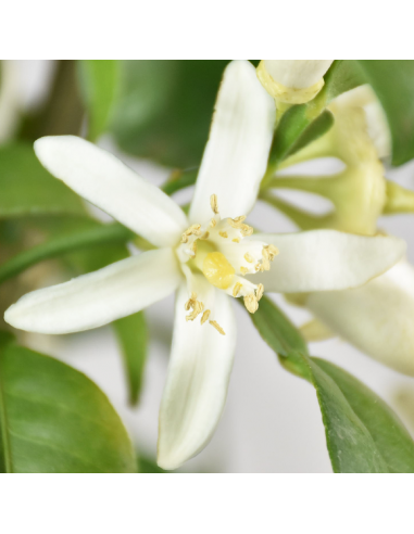 POMPELMO diametro vaso 22 ALBERELLO