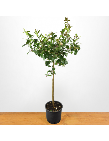 LIMONE diametro vaso 22 ALBERELLO