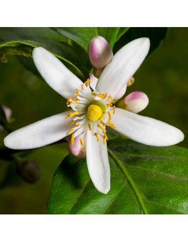 LIMONE diametro vaso 22 ALBERELLO