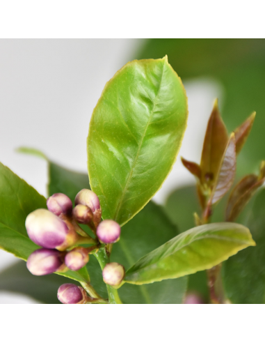 LIMONE diametro vaso 22 ALBERELLO