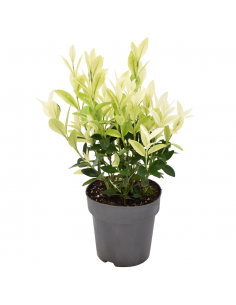 EUONYMUS JAPONICUS EXTRAVAGANZA Diametro v 13 cm