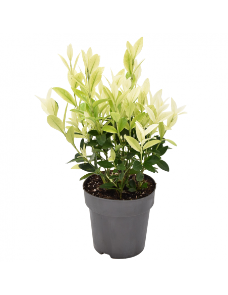 EUONYMUS JAPONICUS EXTRAVAGANZA Diametro v 13 cm