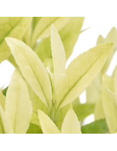 EUONYMUS JAPONICUS EXTRAVAGANZA Diametro v 13 cm 2