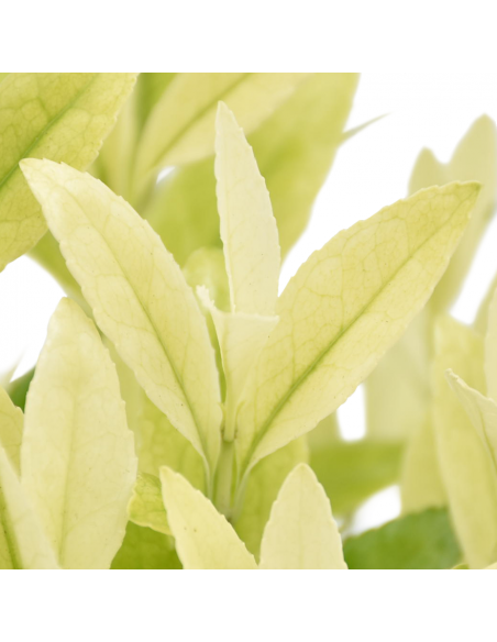 EUONYMUS JAPONICUS EXTRAVAGANZA Diametro v 13 cm