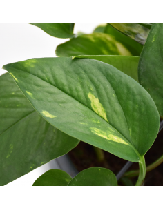 Pothos (EPIPREMNUM HANGING) diametro vaso 15 cm 2