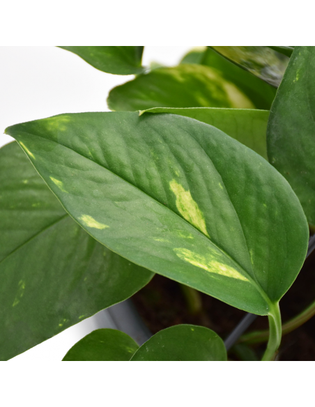Pothos (EPIPREMNUM HANGING) diametro vaso 15 cm
