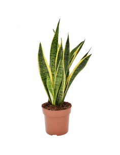SANSEVIERIA TRIFASCIATA 'LAURENTII' Diametro vaso 14 cm