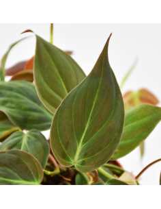 PHILODENDRON "SCANDENS MICANS" Diametro vaso 12 cm 2