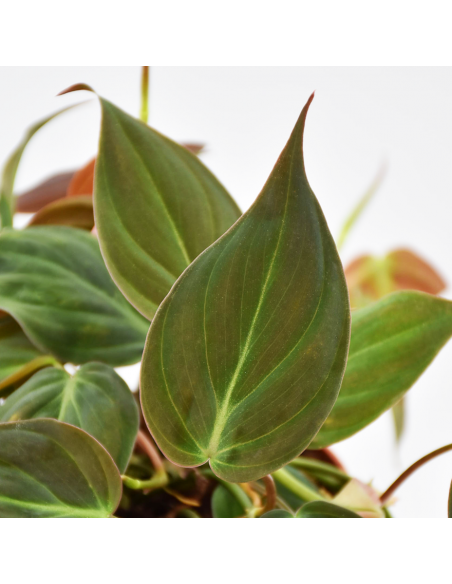 PHILODENDRON "SCANDENS MICANS" Diametro vaso 12 cm