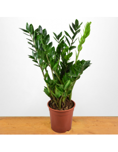 ZAMIOCULCAS ZAMIIFOLIA "Gemma di Zanzibar" vaso 21 cm
