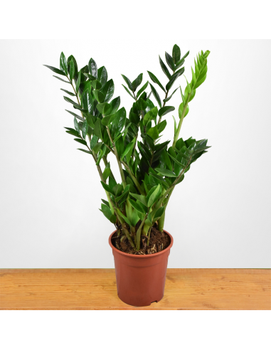 ZAMIOCULCAS ZAMIIFOLIA Diametro vaso 21 cm