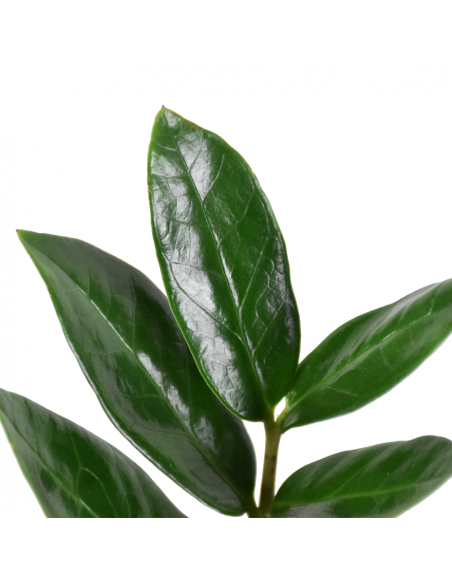 ZAMIOCULCAS ZAMIIFOLIA "Gemma di Zanzibar" vaso 21 cm