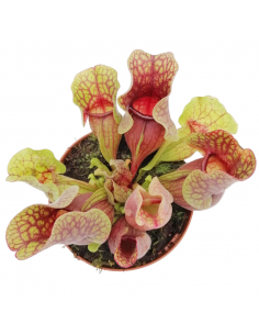 SARRACENIA 'SYLWIA' diametro vaso 12 cm (P. Carnivora) 2