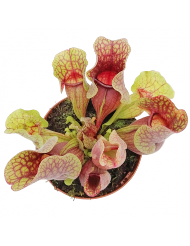 SARRACENIA 'SYLWIA' diametro vaso 12 cm (P. Carnivora)