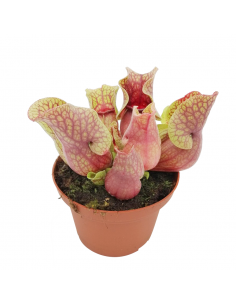 SARRACENIA 'SYLWIA' diametro vaso 12 cm (P. Carnivora)