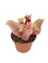 SARRACENIA 'SYLWIA' diametro vaso 12 cm (P. Carnivora)