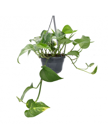 Pothos (EPIPREMNUM HANGING) diametro vaso 15 cm