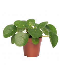 PILEA PEPEROMOIDES "Pianta della Moneta" Vaso 13 cm