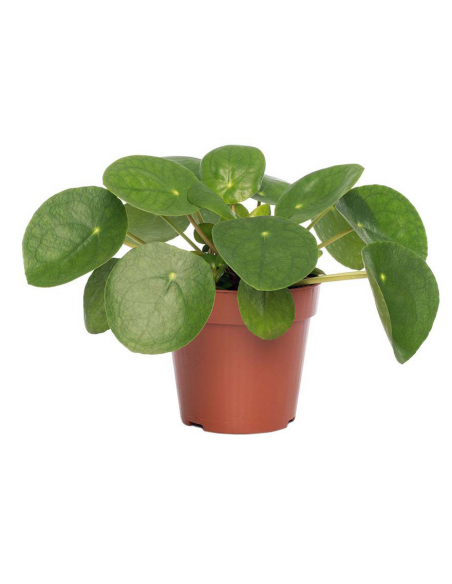 PILEA PEPEROMOIDES "Pianta della Moneta" Vaso 13 cm