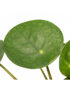 PILEA PEPEROMOIDES "Pianta della Moneta" Vaso 13 cm 2