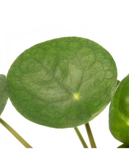 PILEA PEPEROMOIDES "Pianta della Moneta" Vaso 13 cm