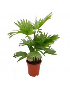 LIVISTONA ROTUNDIFOLIA "Palma" Diametro vaso 17 cm