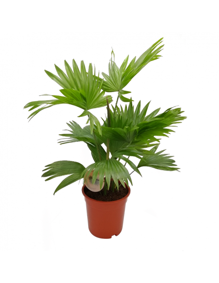 LIVISTONA ROTUNDIFOLIA "Palma" Diametro vaso 17 cm