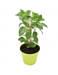 BASILICO ARTICO diametro vaso 14 cm 2