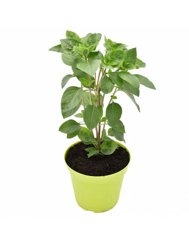 BASILICO ARTICO diametro vaso 14 cm