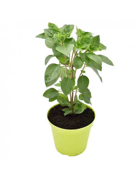 BASILICO ARTICO diametro vaso 14 cm