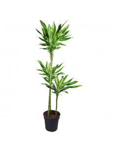 DRACAENA FRAGRANS 'CINTHO' Diametro vaso 24 cm