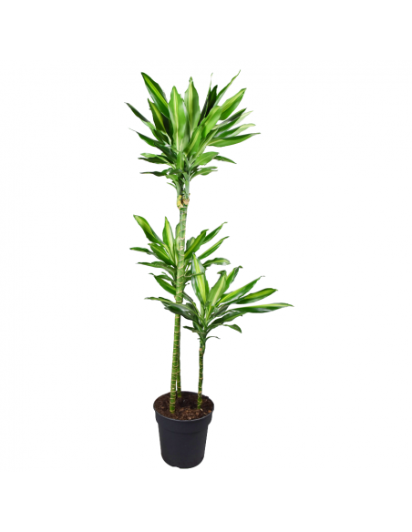 DRACAENA FRAGRANS 'CINTHO' Diametro vaso 24 cm