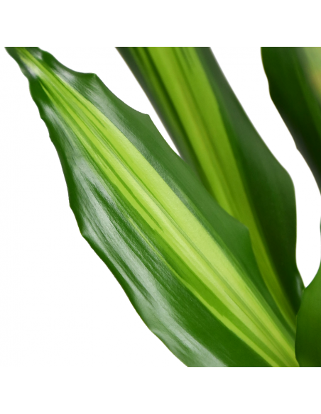 DRACAENA FRAGRANS 'CINTHO' Diametro vaso 24 cm