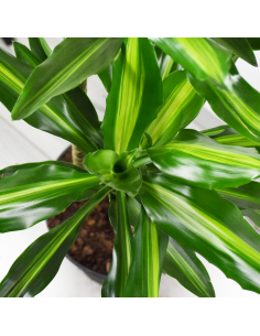 DRACAENA FRAGRANS 'CINTHO' Diametro vaso 24 cm 2
