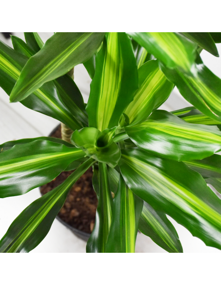 DRACAENA FRAGRANS 'CINTHO' Diametro vaso 24 cm