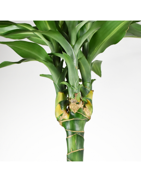 DRACAENA FRAGRANS 'CINTHO' Diametro vaso 24 cm