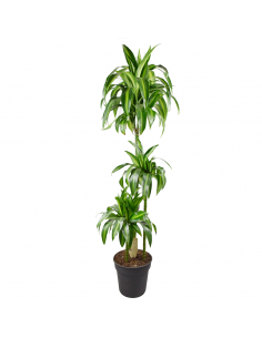DRACAENA FRAGRANS 'HAWAIIAN SUNSHINE' Diam v 24 cm