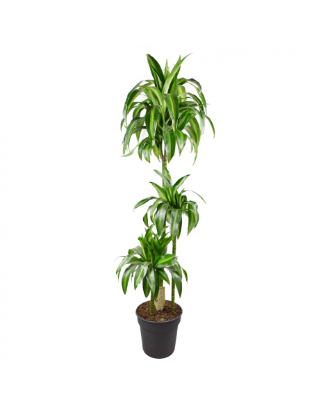 DRACAENA FRAGRANS 'HAWAIIAN SUNSHINE' Diam v 24 cm