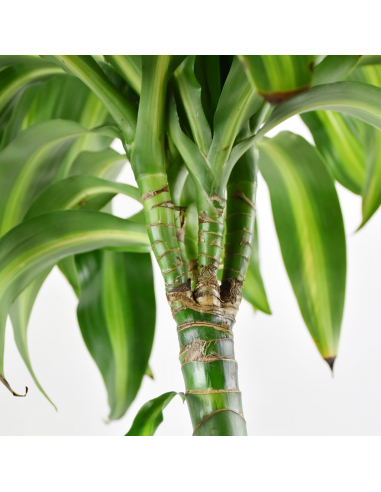 DRACAENA FRAGRANS 'HAWAIIAN SUNSHINE' Diam v 24 cm