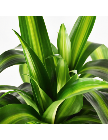 DRACAENA FRAGRANS 'HAWAIIAN SUNSHINE' Diam v 24 cm