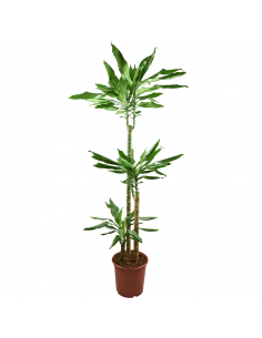 DRACAENA FRAGRANS 'STEUDNERI' diametro vaso 24 cm
