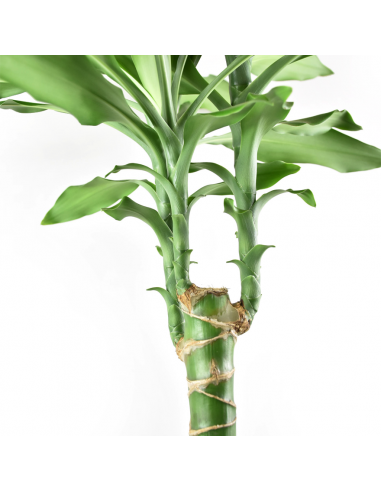 DRACAENA FRAGRANS 'STEUDNERI' diametro vaso 24 cm