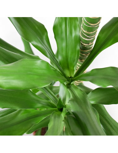 DRACAENA FRAGRANS 'STEUDNERI' diametro vaso 24 cm
