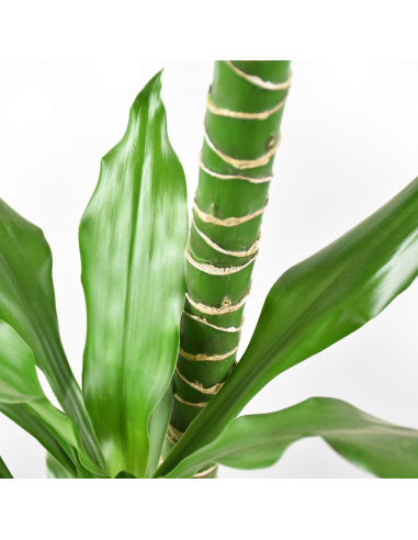 DRACAENA FRAGRANS 'STEUDNERI' diametro vaso 24 cm