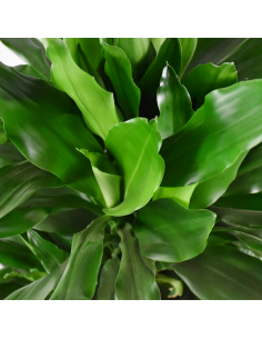 DRACAENA FRAGRANS  "JANET LIND" Diametro v 24 cm 2