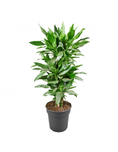 DRACAENA FRAGRANS  "JANET LIND" Diametro v 24 cm